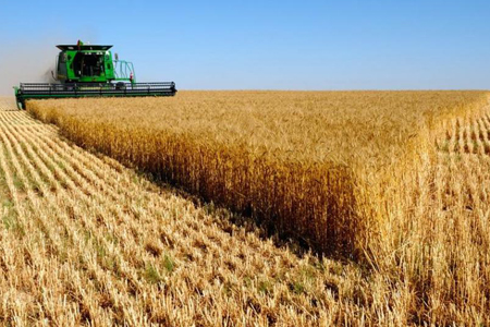 Более 90% зерновых культур обмолочено в Новосибирской области