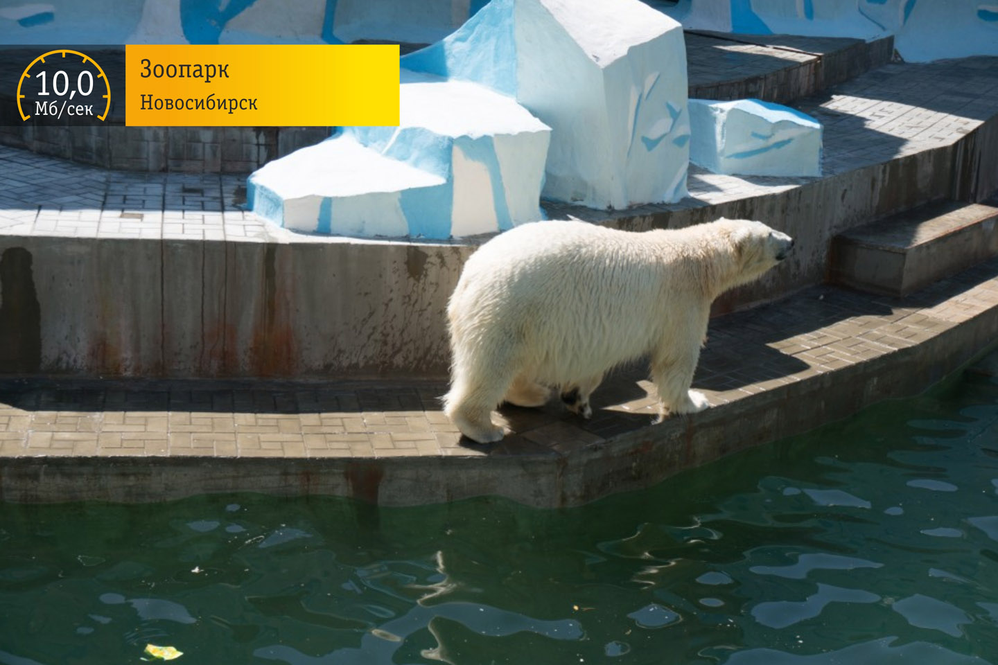 «Сибирские скорости»: Новосибирский зоопарк