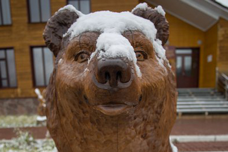 Медведь задрал охотника в Красноярском крае 