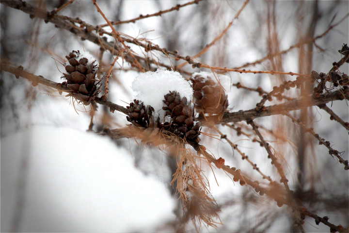 Снегопад и потепление на 15 градусов ожидаются в Западной Сибири 