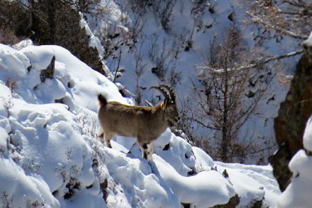 Козероги оказались под угрозой вымирания в Горном Алтае из-за снегопадов 