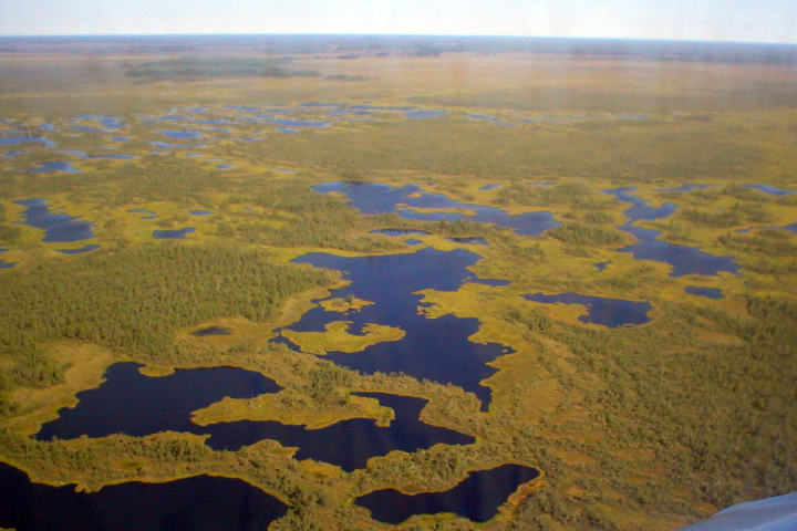 Васюганское болото станет первым новосибирским заповедником