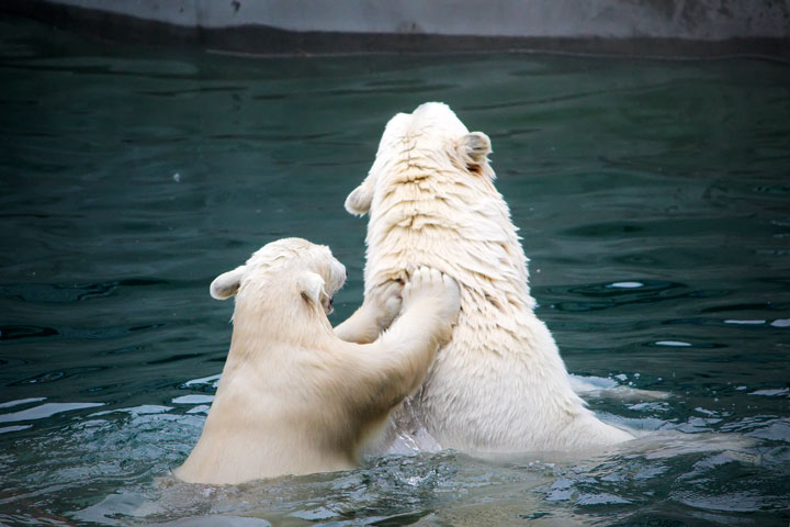 Белые медведи из Новосибирского зоопарка снова стали родителями