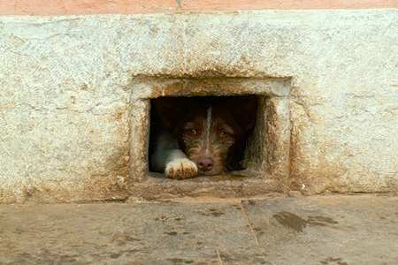 Дело о зверском избиении собаки в Новосибирске передано в суд