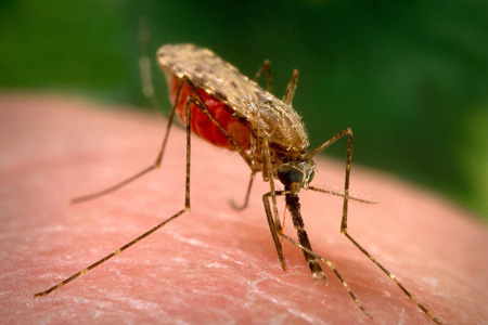 Житель Новосибирской области заболел малярией 