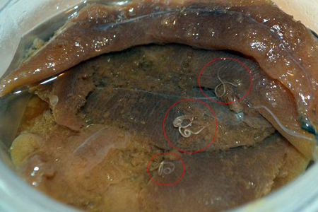 Омский СК выясняет обстоятельства появления глистов в рыбных консервах 