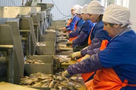 Крупный рыбзавод закрылся в Томской области