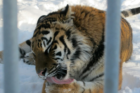 Тигр схватил за ногу 13-летнюю девочку, проникшую в зоопарк Барнаула 