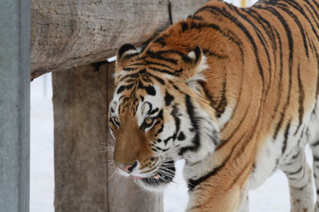 Алкоголь нашли в крови девочки, пострадавшей при нападении тигра в Барнауле 