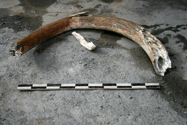 Строители откопали на Алтае двухметровый бивень мамонта