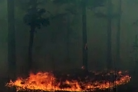 Лес загорелся в шести районах Забайкальского края