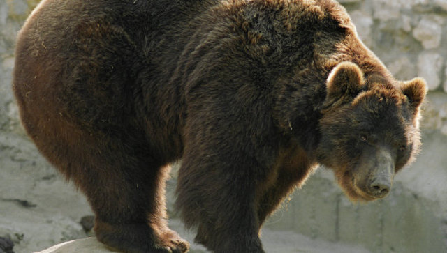 Перепись медведей началась в красноярских «Столбах»
