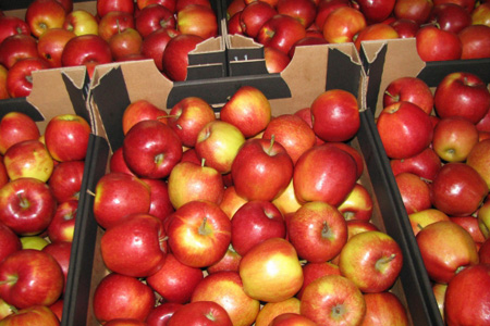 Более 2 тонн польских яблок раздавили в Иркутске