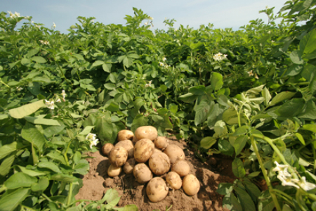ФАНО решило создать банк семян картофеля в Сибири