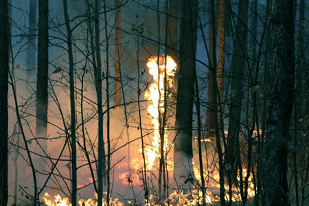 Площадь природных пожаров выросла в Бурятии