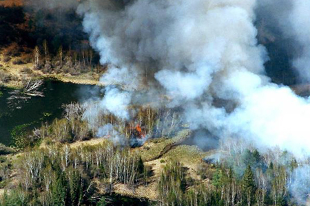 Данные Greenpeace о пожарах в Сибири превысили официальные в 10 раз