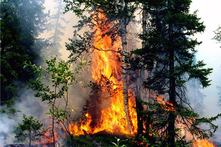 Главы Забайкалья и Бурятии лишатся лесных полномочий из-за пожаров