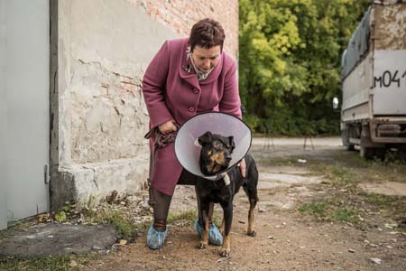 Суд оштрафовал на 45 тыс. рублей новосибирца, зверски избившего собаку 