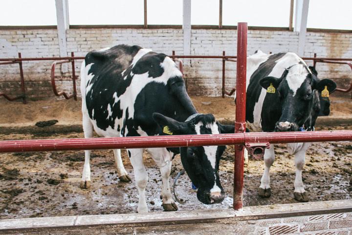Новосибирские власти направят более 50 млн на молочное скотоводство 