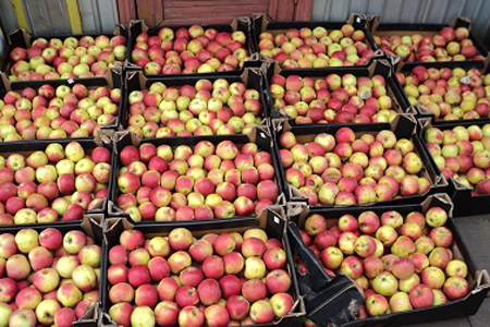 200 кг санкционных яблок раздавили в Новосибирской области 