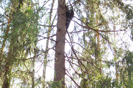 Мумию мужчины в валенках обнаружили на дереве в Томске 