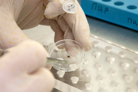 Сибирская вакцина от клещевого энцефалита прошла испытания