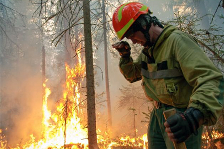 Площадь лесных пожаров в Сибири выросла в три раза