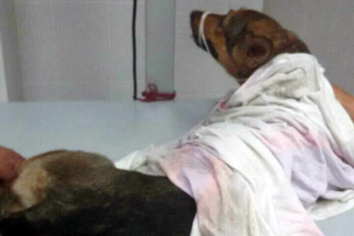 Новосибирцы рассказали о жестоком обращении с упавшей с четвертого этажа собакой
