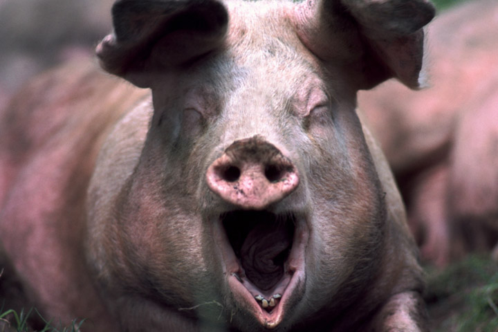 Новосибирцев предупредили об африканской чуме свиней 