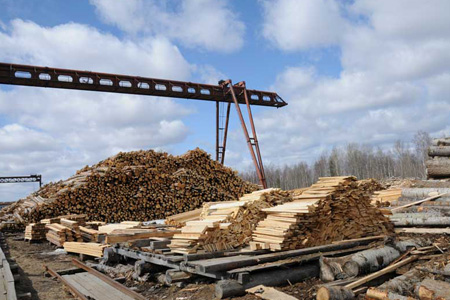 Китайцы осенью начнут строить в Новосибирской области заводы по переработке древесины 