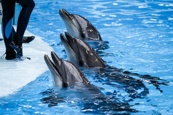Сбылась мечта Шило: в Новосибирске открывается дельфинарий