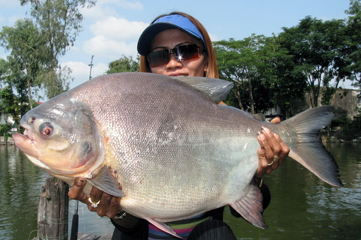 Огромную большеглазую рыбу из долины Амазонки поймали под Барнаулом