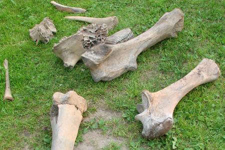 Томский дачник откопал кости мамонтов возрастом 40 тыс. лет 