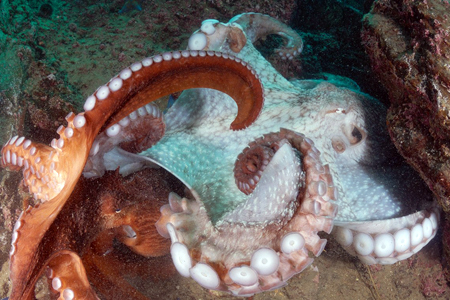 Гигантский осьминог появился в новосибирском океанариуме