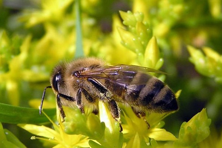 Сибирские ученые будут разводить найденных у староверов пчел 