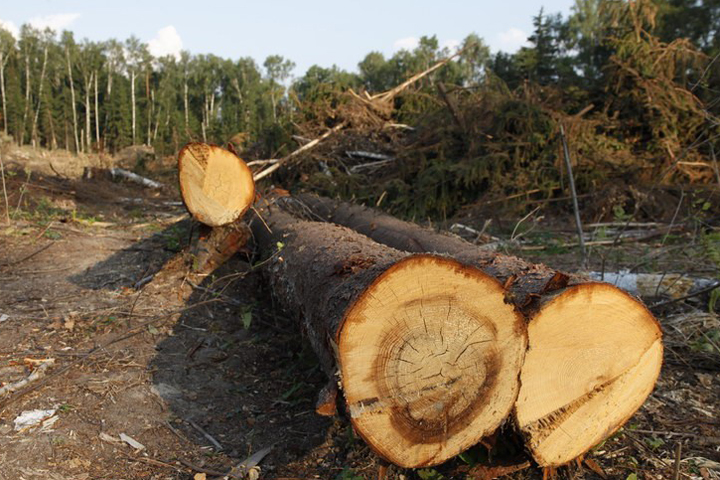 Более 70% всей незаконной древесины в России заготавливают в Иркутской области 