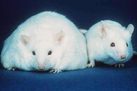 Томские ученые исследуют на мышах причины ожирения