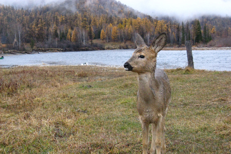 Осенний сезон охоты стартует в Красноярском крае с 27 августа 