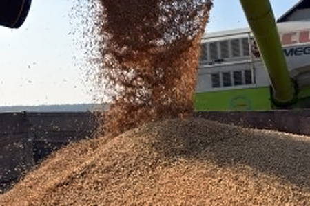 Новосибирские аграрии собрали 1,2 млн тонн зерна