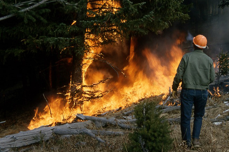 Greenpeace заявил о горящих 1,7 млн га лесов в Сибири