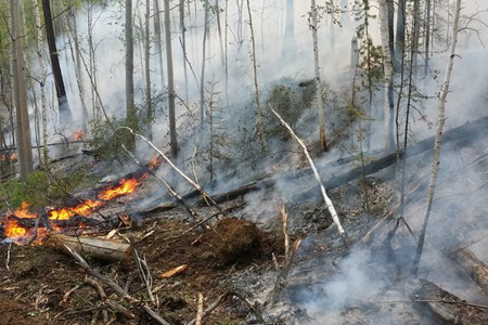 Иркутская область ввела режим ЧС из-за лесных пожаров