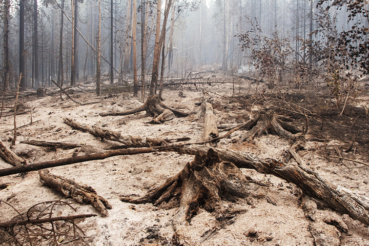 Прокуратура проверит своевременность тушения лесных пожаров в Прибайкалье 