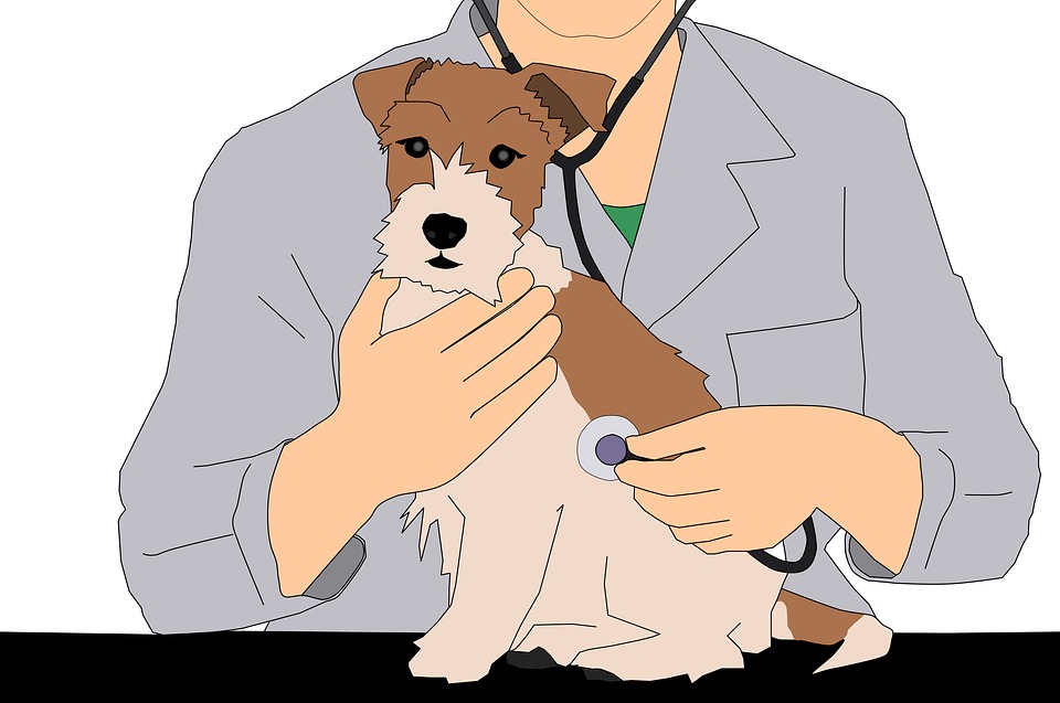 Сервис ENOTE – эффективная и продуктивная работа ветеринарных кабинетов