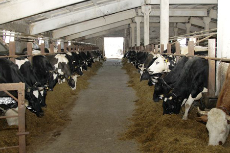 Крупный рогатый скот в Новосибирской области переводят на зимнее содержание 