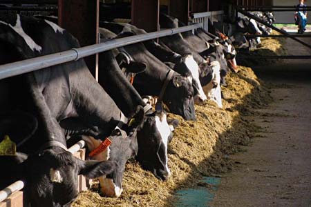 План по заготовке кормов для животных перевыполнен в Новосибирской области 