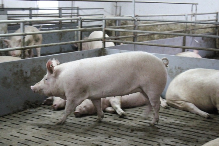 Кузбасские ученые вывели новую породу мясных свиней