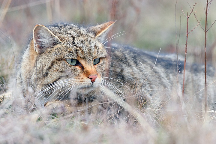 Сибирские ученые вывели гибрид, который спасет лесных котов