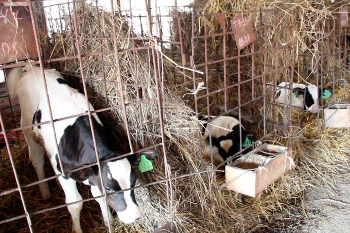 От «Рассвета» до заката Ордынского района: селяне борются за жизнь 6000 коров