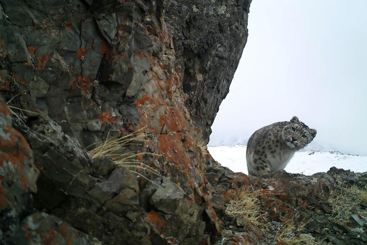 Туристам на Алтае решили показать снежного барса в дикой природе