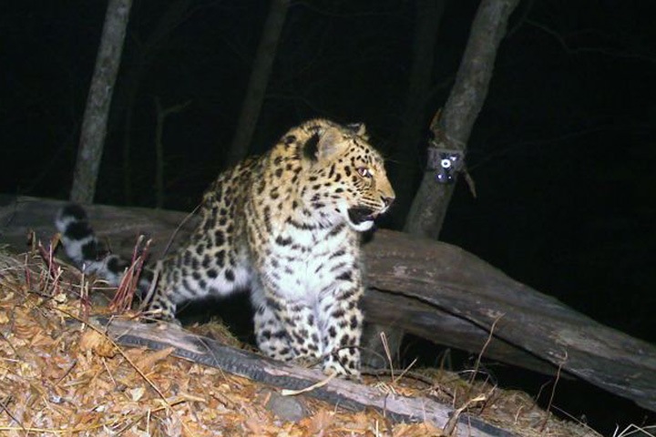 СК расследует нападение циркового леопарда на красноярку 